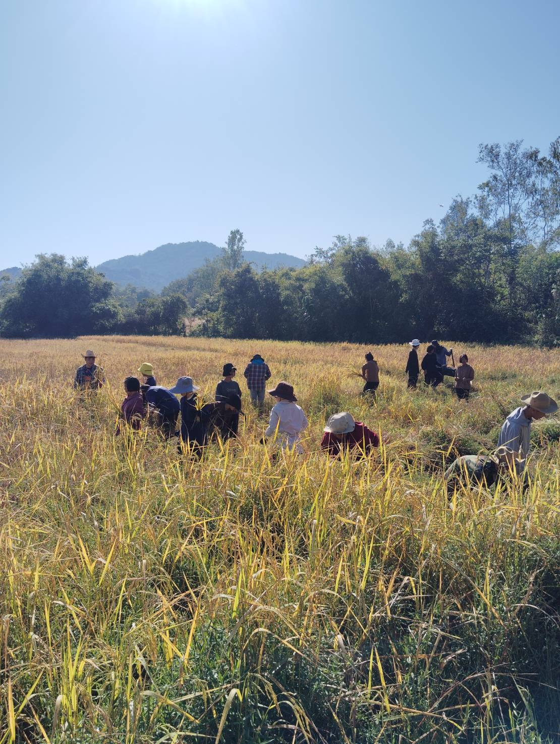 เก็บเกี่ยวผลผลิตข้าว แห่งความพากเพียรและความยั่งยืน